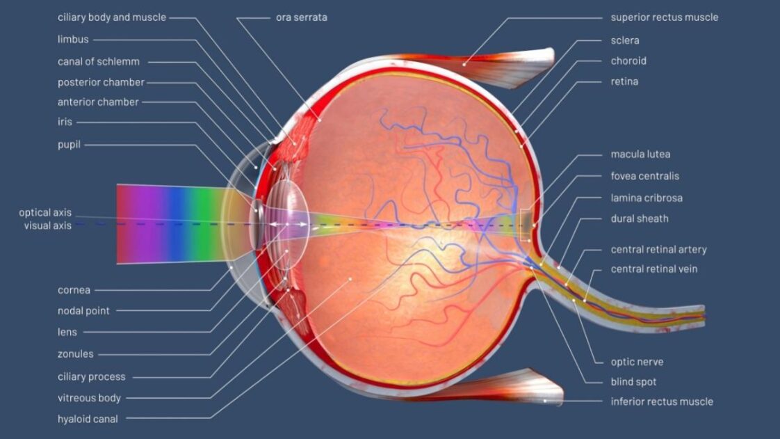 Everything You Need To Know About The Cornea Function