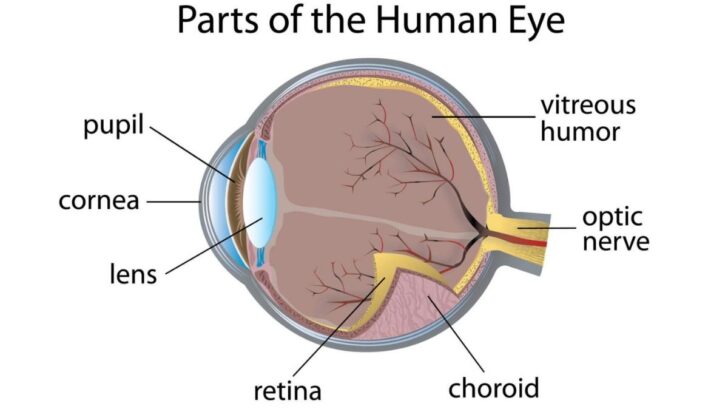 give-the-difference-between-aqueous-humor-and-vitreous-humor