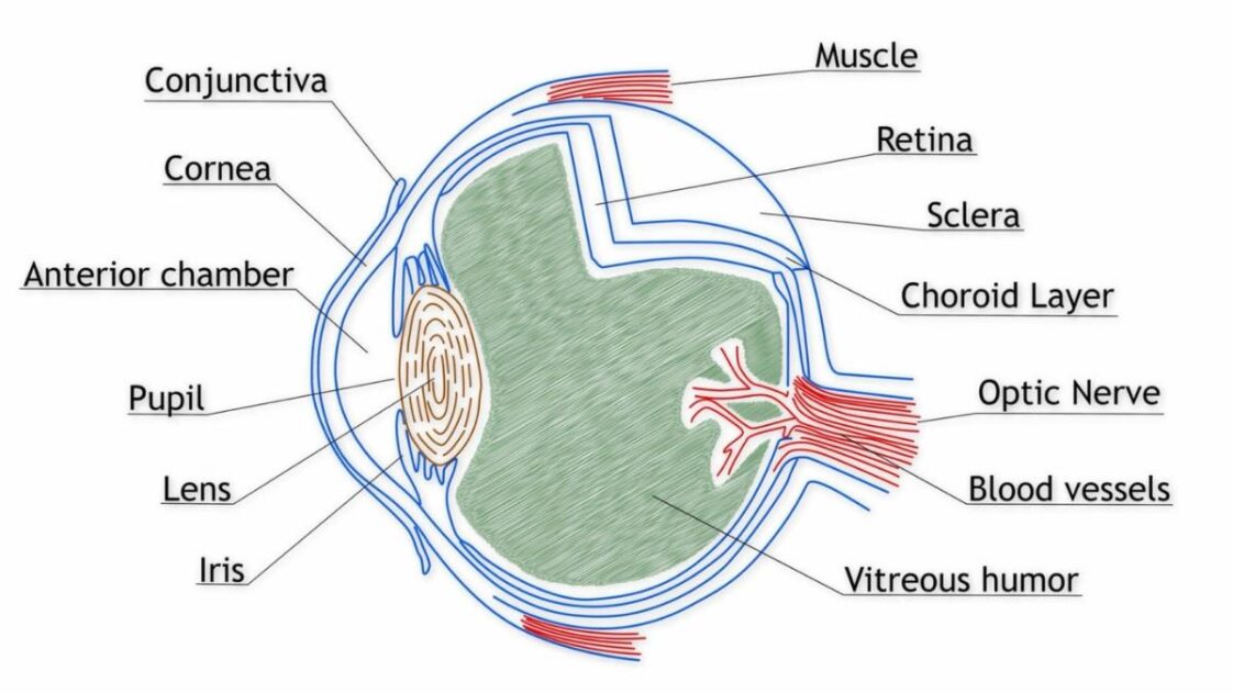 anatomy-of-the-eye-vitreous-humor-function