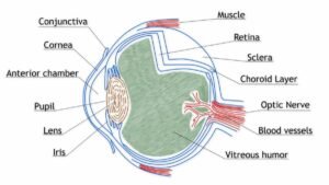 Vitreous Humor