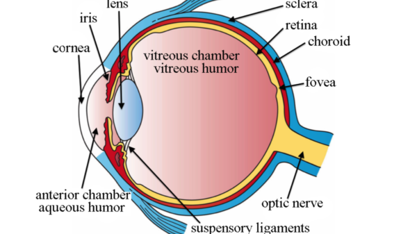 Vitreous Humor