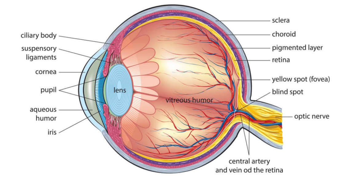 What Is Vitreous Humor Quizlet