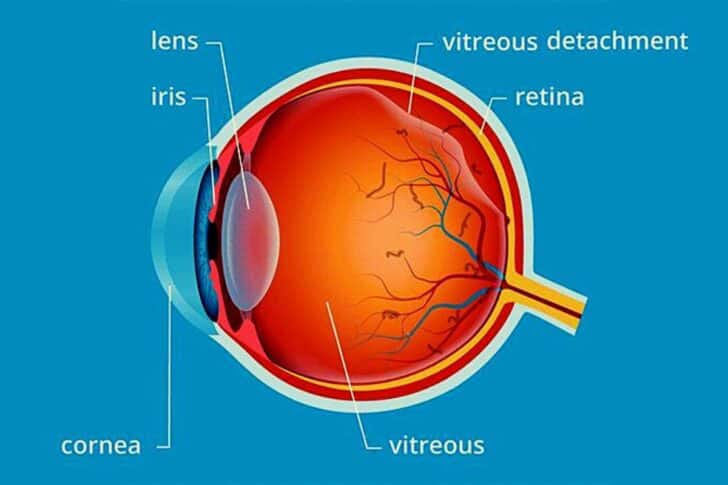 What Is The Function of Vitreous Humor In The Human Eye?