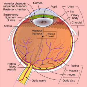What is the Function of Aqueous Humor