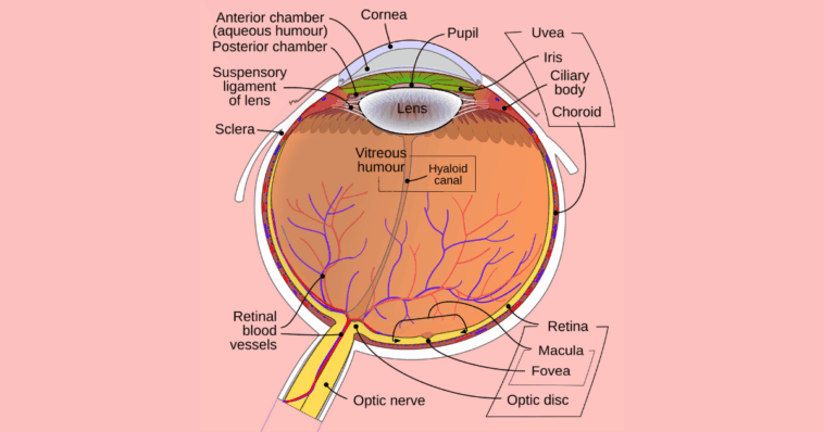 What is the Function of Aqueous Humor