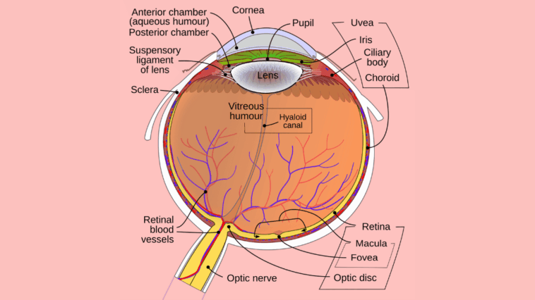 What is the Function of Aqueous Humor