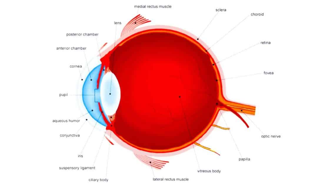 the-optic-nerve-how-it-works-and-why-it-s-vital-for-vision